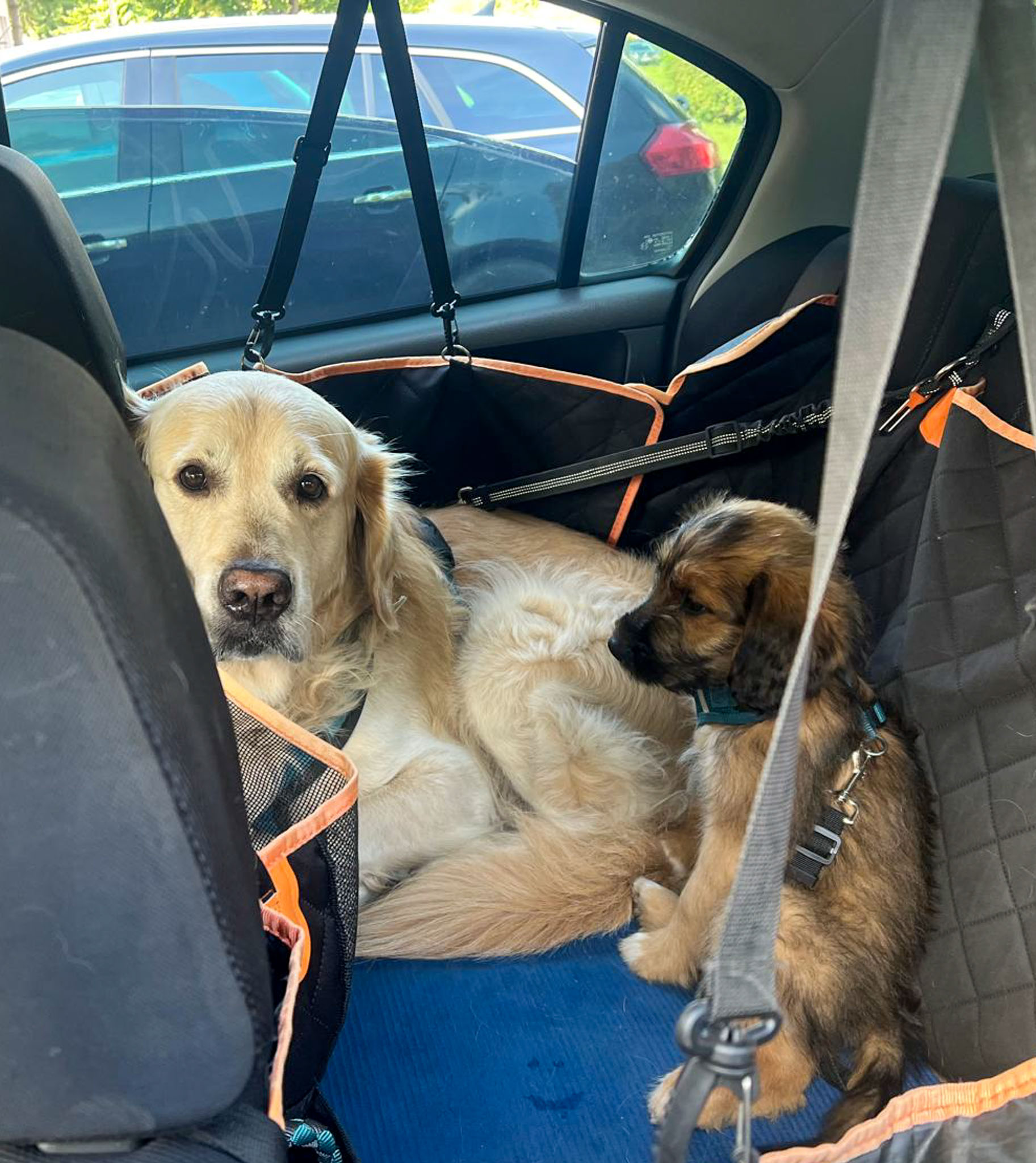 Entspannt Autofahren mit Hund - Webinar