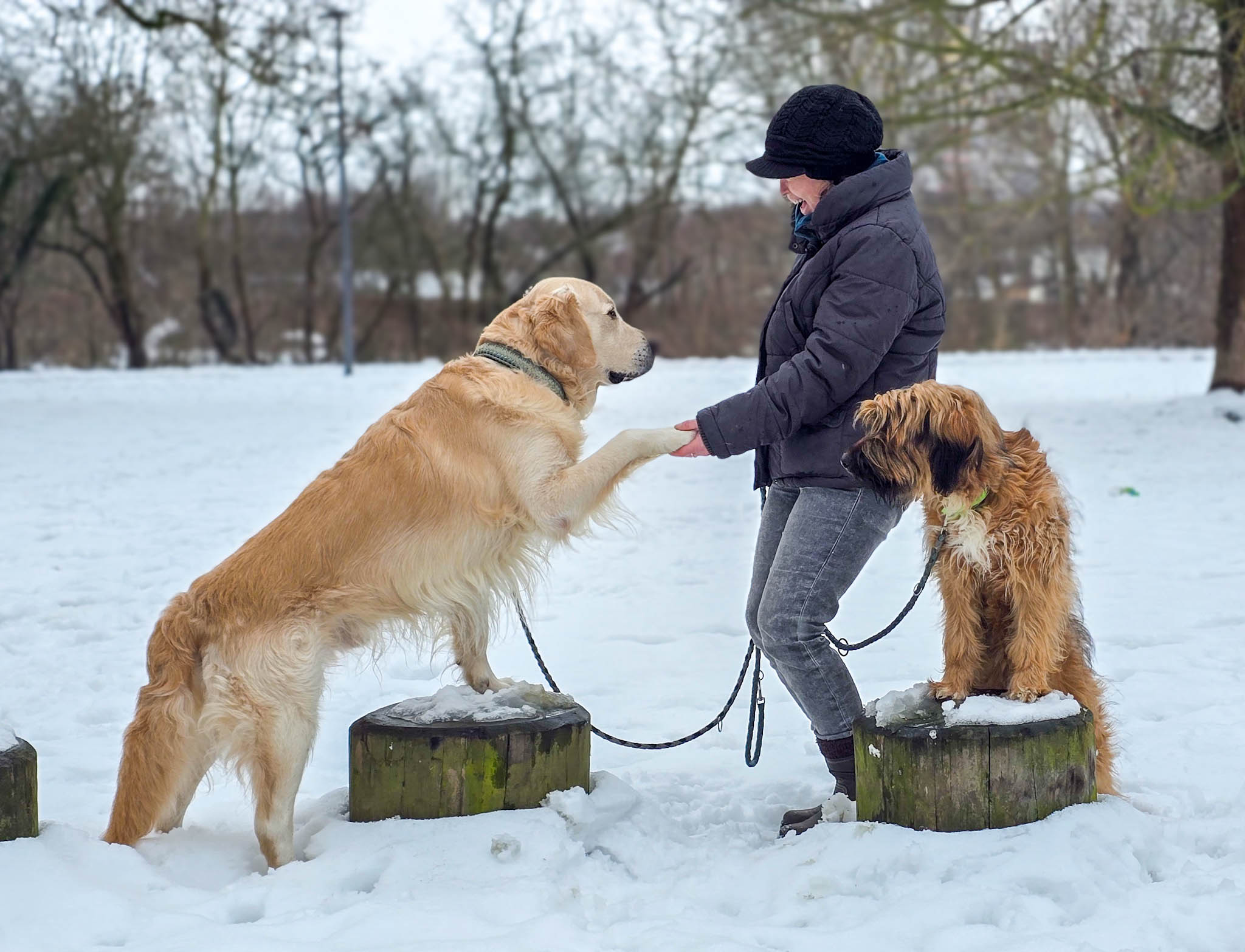 Abend webinare f&uuml;r ein harmonisches zusammenleben mit deinem hund