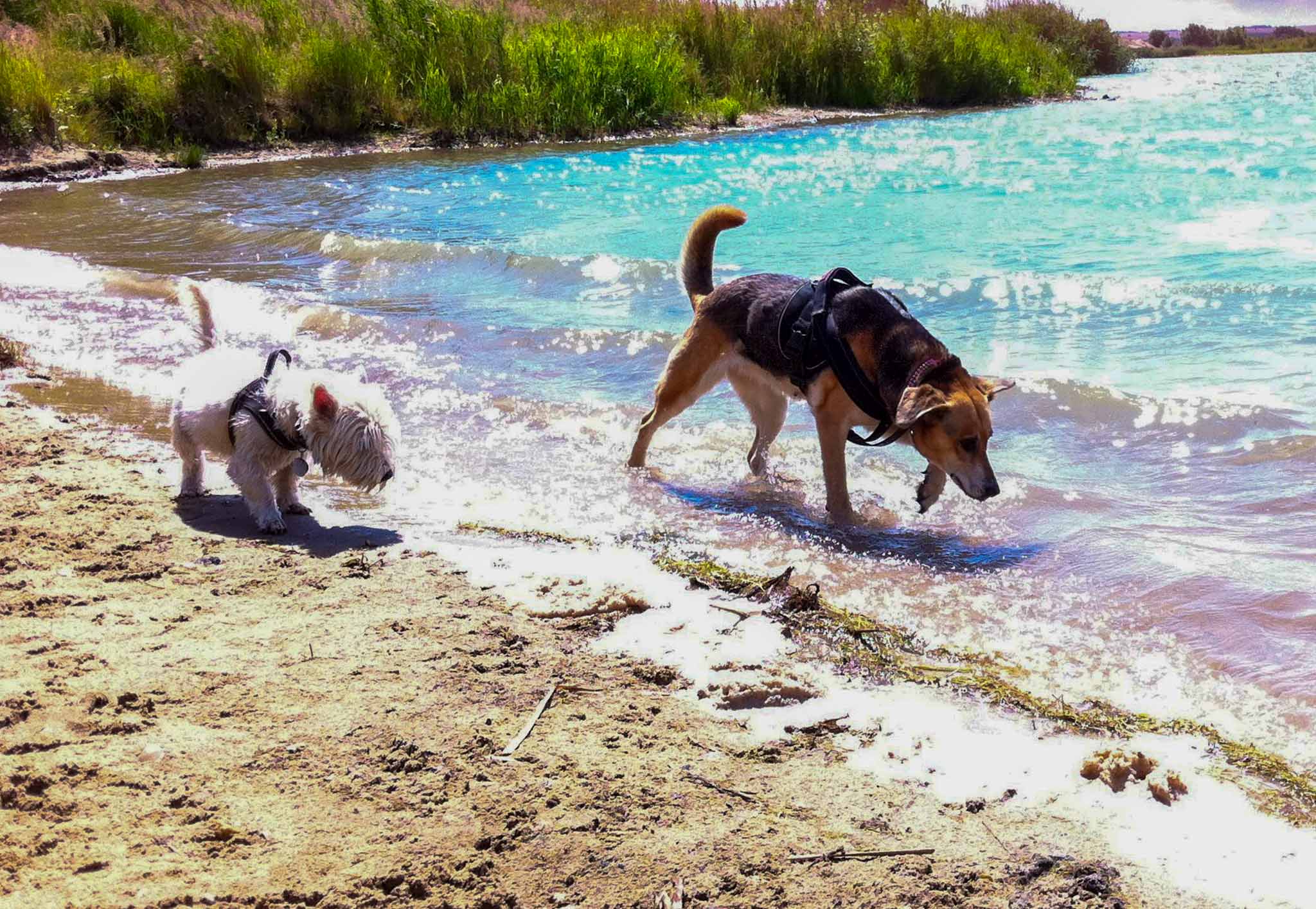 So kommt dein Hund gu durch den Sommer So kommt dein Hund gu durch den Sommer