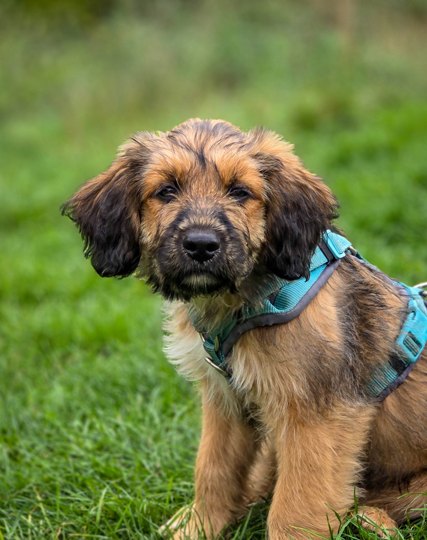 Welpentraining Paulchen Wiese