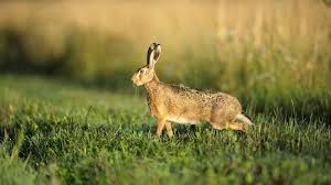 Ein Wildkaninchen auf der Wiese