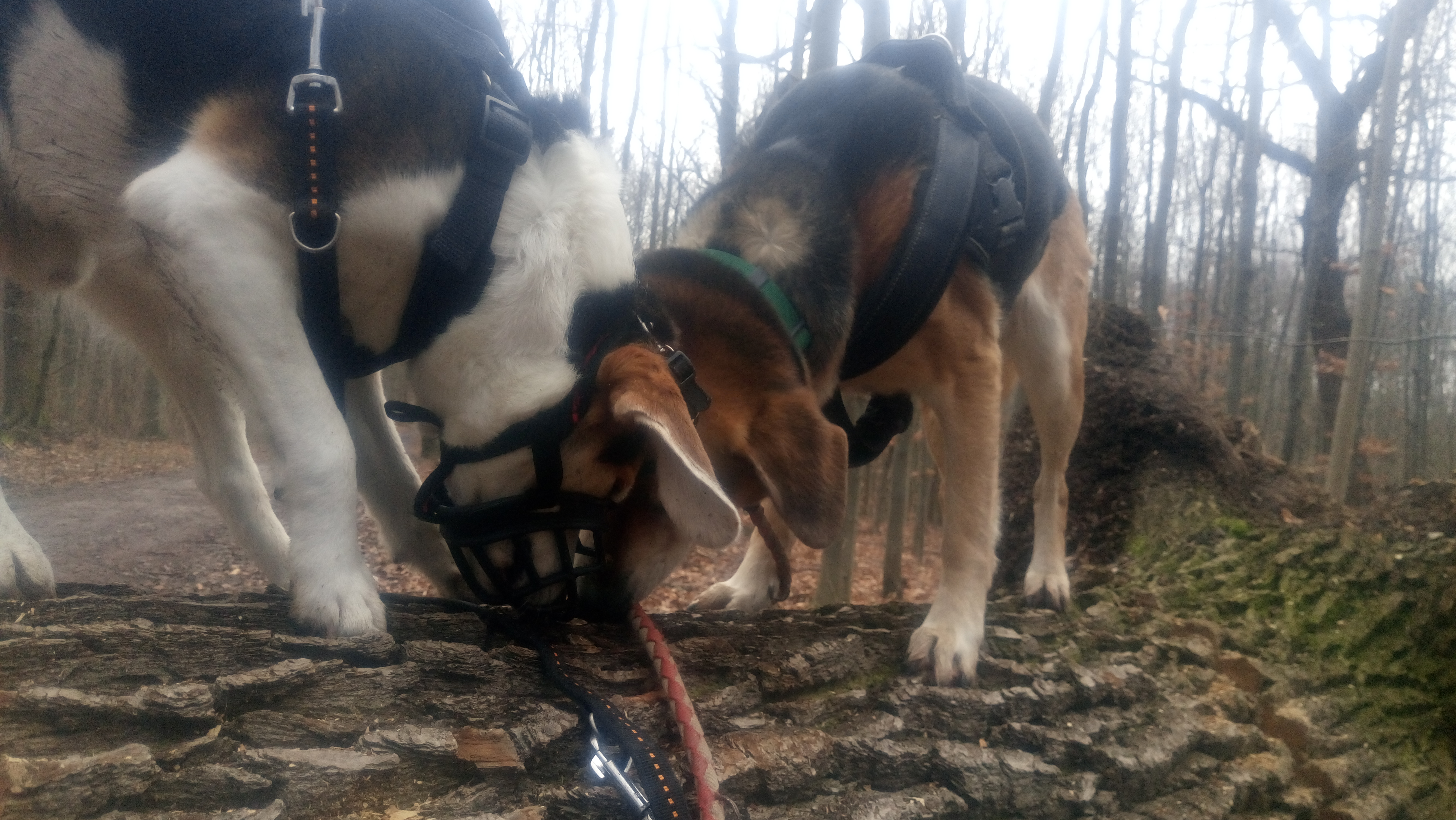 Futtersuche im Wald